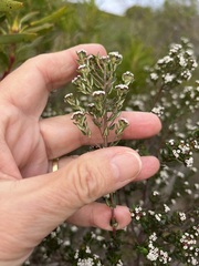 Phylica diffusa diffusa