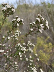 Phylica diffusa diffusa