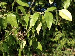 Zanthoxylum clava-herculis