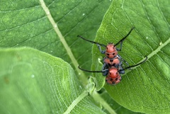 Tetraopes tetrophthalmus