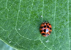 Harmonia axyridis