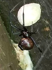 Latrodectus hesperus
