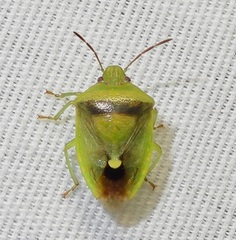 Piezodorus guildinii