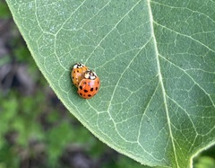 Harmonia axyridis