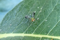 Condylostylus sipho