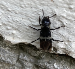 Creophilus maxillosus villosus