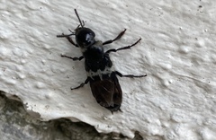 Creophilus maxillosus villosus