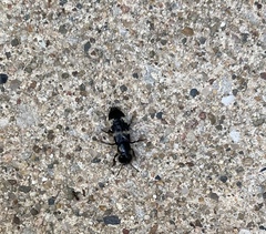 Creophilus maxillosus villosus