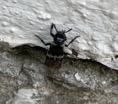 Creophilus maxillosus villosus