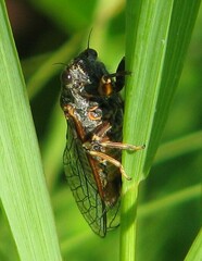 Cicadetta montana