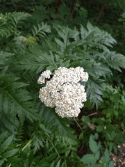 Tanacetum macrophyllum