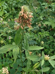 Trifolium ochroleucon