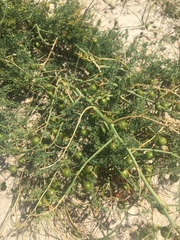 Asparagus prostratus