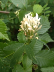 Trifolium ochroleucon
