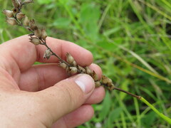 Physostegia angustifolia