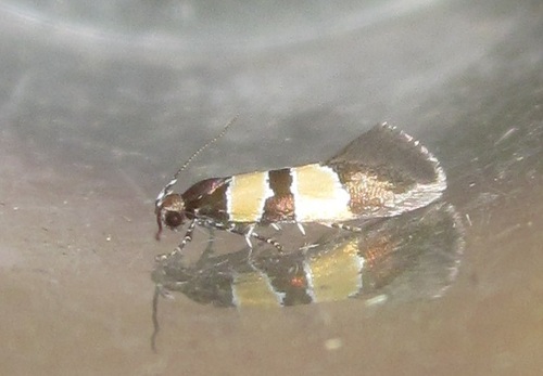 Goidanichiana jourdheuillella