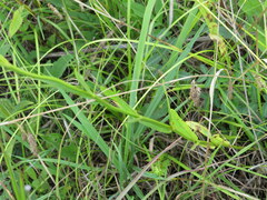 Physostegia angustifolia