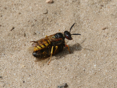 Philanthus triangulum