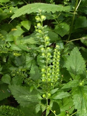 Scutellaria altissima