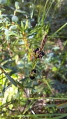 Anthracoidea globularis