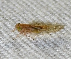Graminella plana