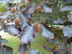 Fagus sylvatica