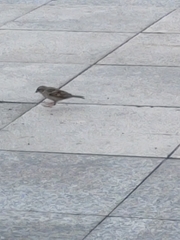 Passer domesticus