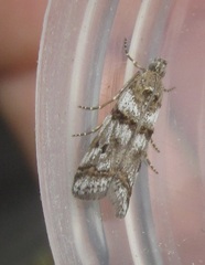 Pempelia compositella