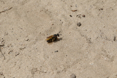 Philanthus triangulum