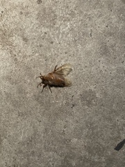 Amphimallon solstitiale