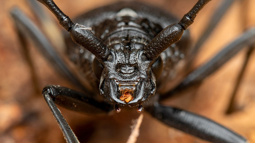 Great capricorn beetle, Hietzing-West, Wien, Austria, photo 9 of 10