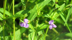 Mimulus ringens