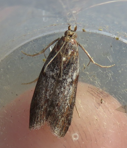 Selagia spadicella