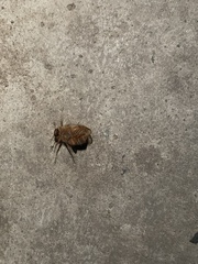 Amphimallon solstitiale