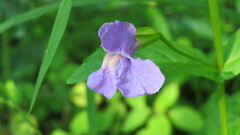 Mimulus ringens
