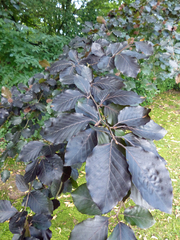 Fagus sylvatica