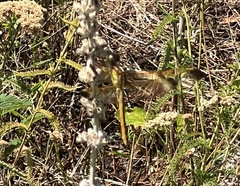Libellula flavida