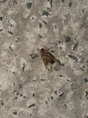 Amphimallon solstitiale