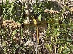 Libellula flavida