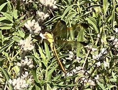 Libellula flavida