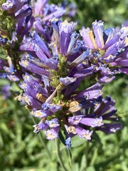 Penstemon laxus
