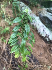 Leonureae