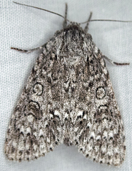 Acronicta impleta