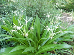 Hymenocallis caribaea