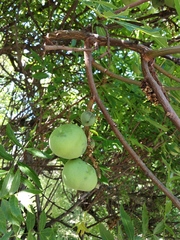 Xanthoceras sorbifolium