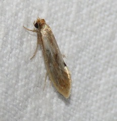 Tinea semifulvella