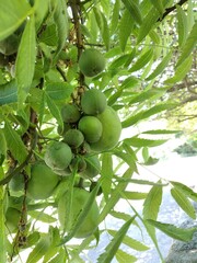 Xanthoceras sorbifolium