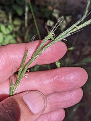 Brachypodium sylvaticum