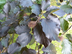 Fagus sylvatica