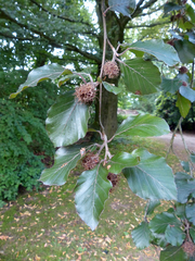Fagus sylvatica